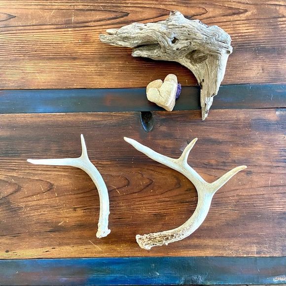 2 Authentic Antique White-tailed Deer Horns - Picture 1 of 5